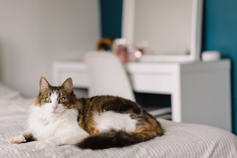 Chat bien install&eacute; &agrave; domicile pendant une garde